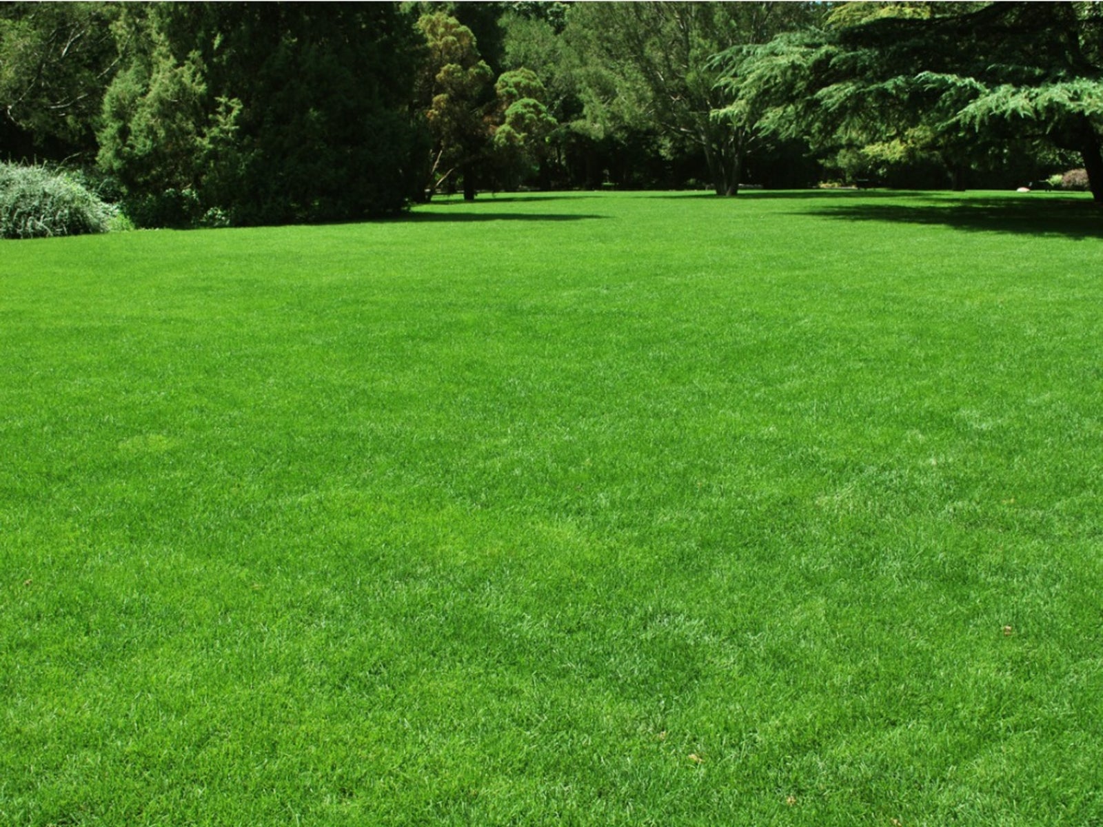 Healthy green grass texture